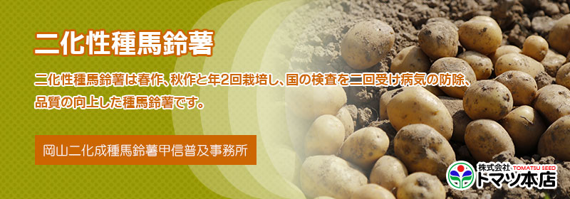 tomatsu_bivoltine_seed_potato